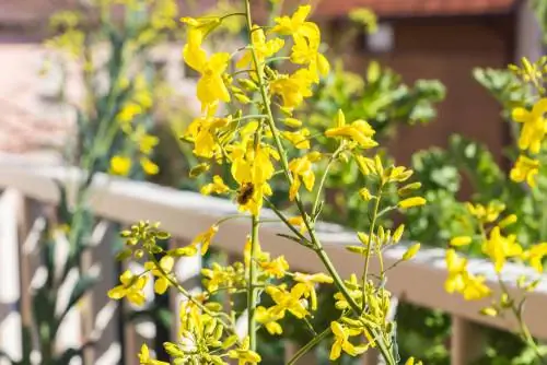 bijenvriendelijke tuin