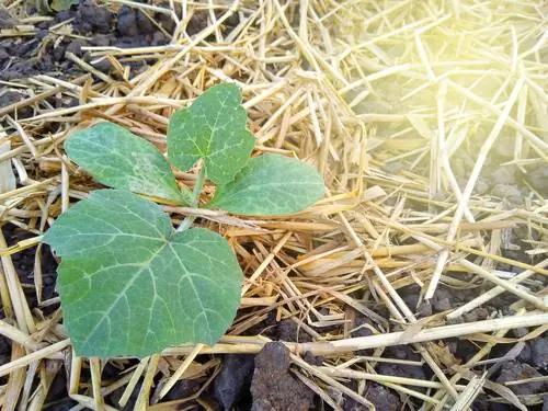 Hokkaido græskar planter