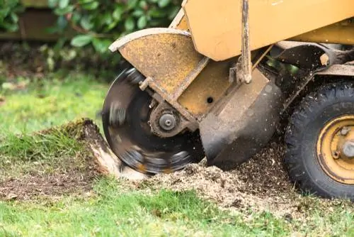 tree stump removal