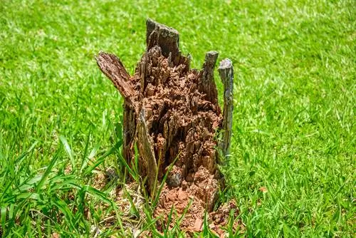 tree stump removal