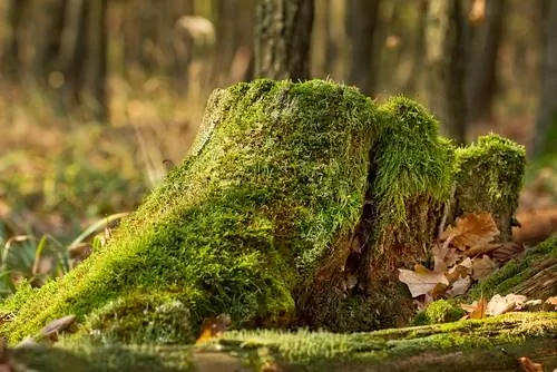 tree stump removal