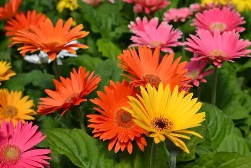 Maua ya Mwezi: Gerbera - Urembo wa kipekee katika picha