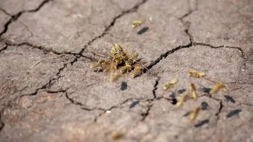 Bestrijding van aardwespen