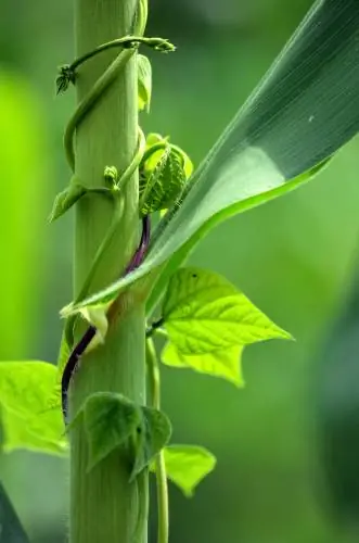 Corn-bean mixed culture