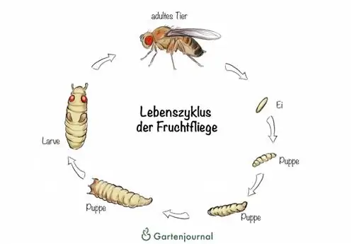 Ciclo de vida de la mosca de la fruta