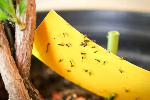 Flies in the potting soil? This is how you get rid of them