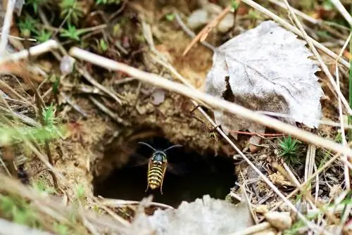 earth wasp removal