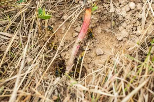 aardwespen-in-de-tuin