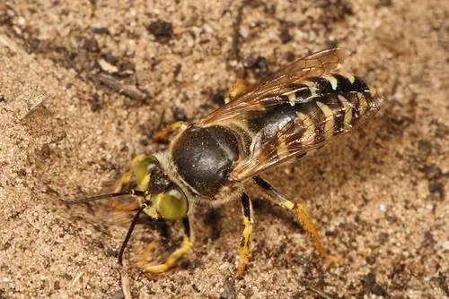 earth wasps-in-the-pavement