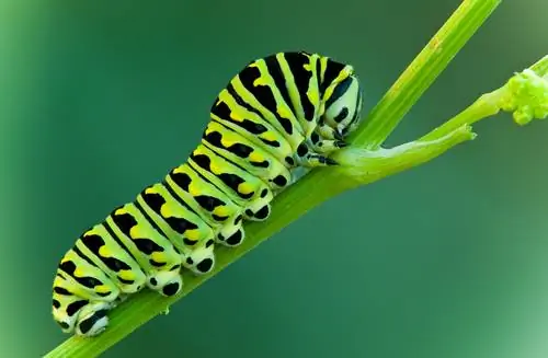 zielona gąsienica