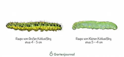 Weergave van de rupsen van de grote en kleine koolwitjevlinder