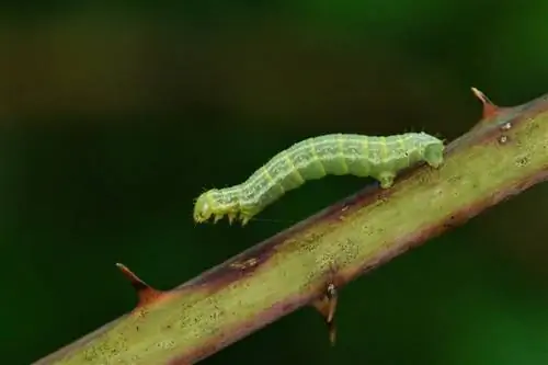 oruga verde