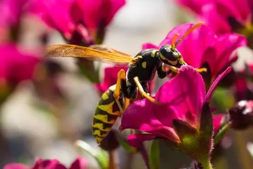 aardwesp natuurbehoud