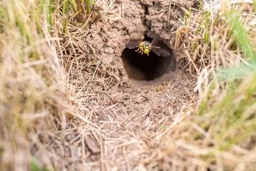 Jak se zbavit zemních vos: účinné metody a tipy