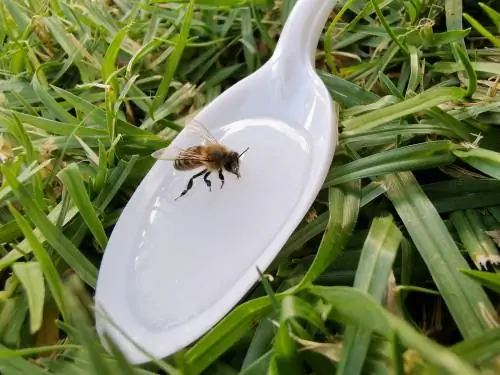 Bog'dagi yer arilari? Shunday qilib, siz o'zingizni ehtiyotkorlik bilan himoya qilasiz