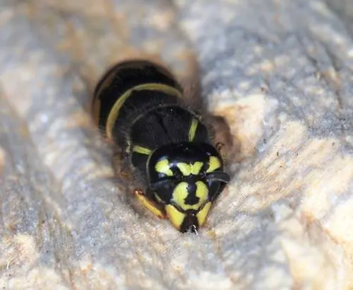 Aardwesp hibernasie