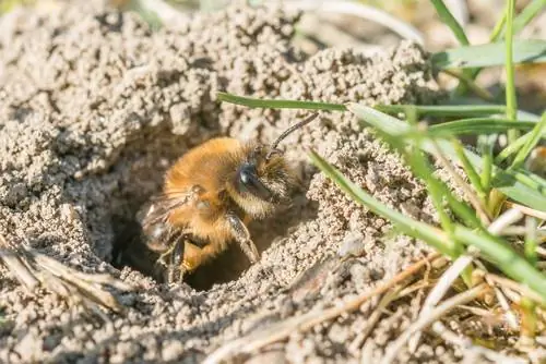 Žemės vapsvų ir žemės bičių skirtumas