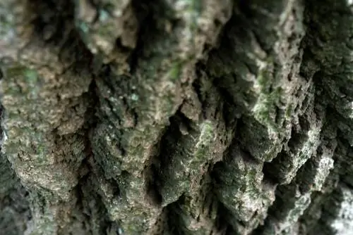 tree bark