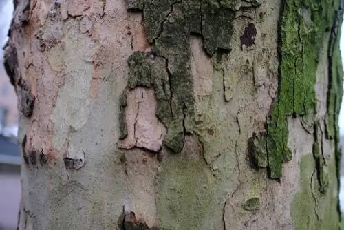 tree bark