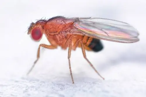 vinegar flies