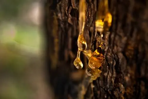 Tree resin: miracle cure of the forest and its uses