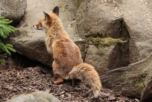 crottes de renard