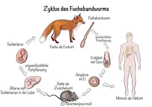 Lapės kaspinuočio ciklas