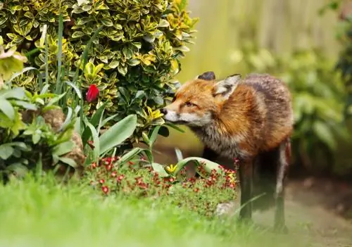 crottes de renard