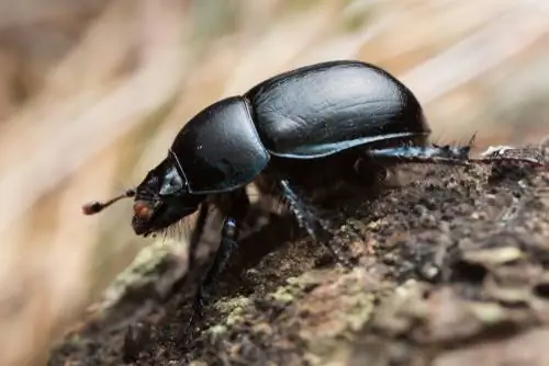 Malaking black beetle sa hardin: pagtuklas at pagkilala