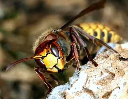 Hornet-ampiainen vertailu