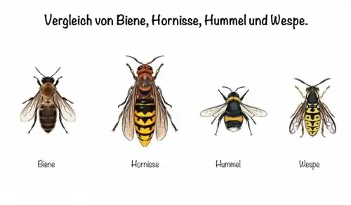 Comparison of bees, hornets, bumblebees and wasps