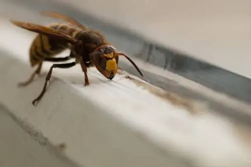 hornets দূরে তাড়িয়ে