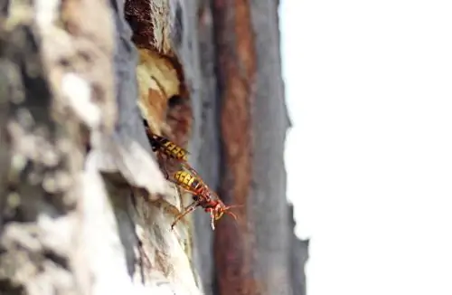 hornets দূরে তাড়িয়ে