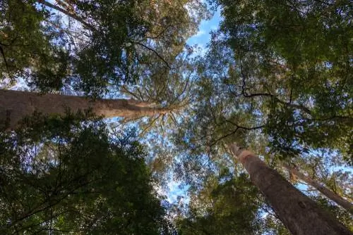 l'albero più grande del mondo