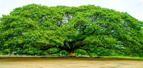 l'albero più grande del mondo