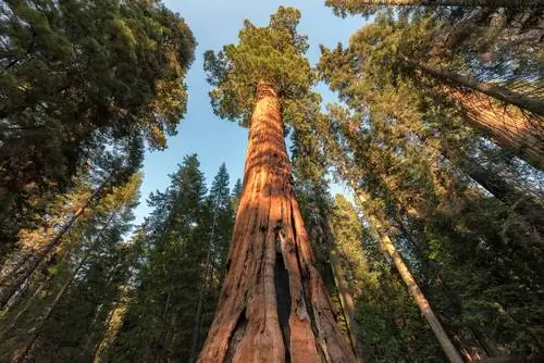 Gegants entre els arbres: revelat l'arbre més gran del món