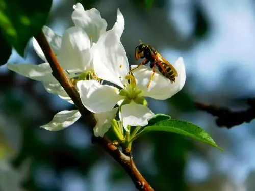 Wasps: When does their flight activity begin in the year?