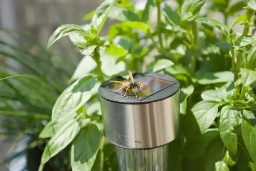 basil-against-wasps