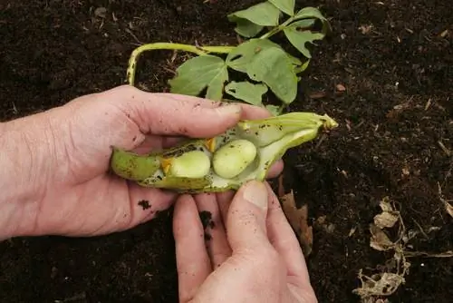 גידול שעועית רחבה: איך עושים את זה צעד אחר צעד