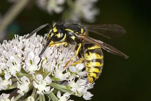 Wasps পরাগায়ন: কেন তারা বাগানে দরকারী?