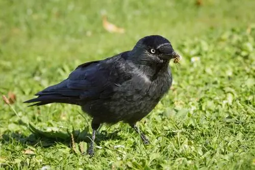 Tegen wespen: Lok deze vogelsoorten naar je tuin