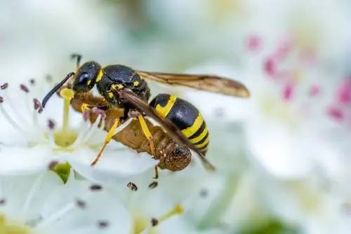 Buxbomsmalpest: getingar som användbara hjälpare