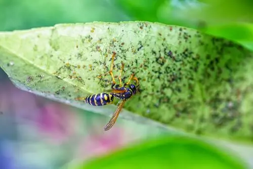 Wasp aphids খাওয়া