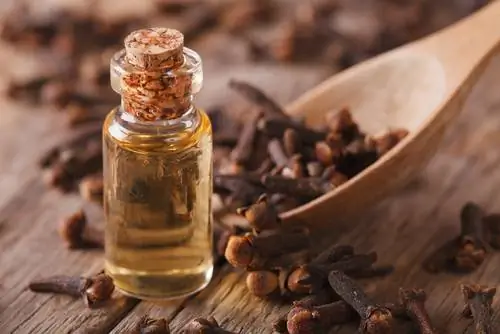 Clove oil against wasps: effects and possible uses