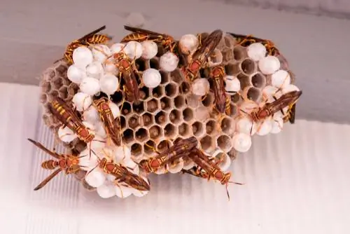 When do wasps hatch? The development at a glance