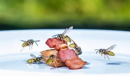 Starve wasps: This is how you reduce their food supply