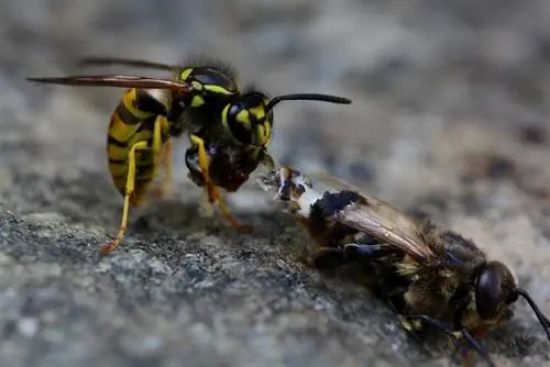 pagkakaiba-sa-bees-at-wasps