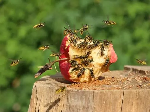 Geteikende afleiding van wespe: Watter lokmiddels werk?