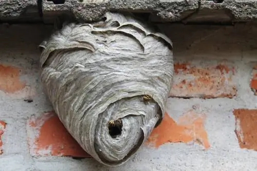 Wasp entry hole close