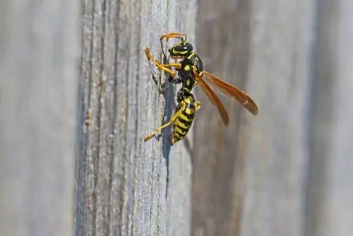 Varför gnager getingar trä och hur kan man förhindra det?